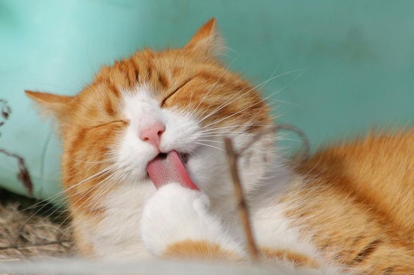 Quali sono gli alimenti consigliati per un gatto anziano con sensibilità dentale?
