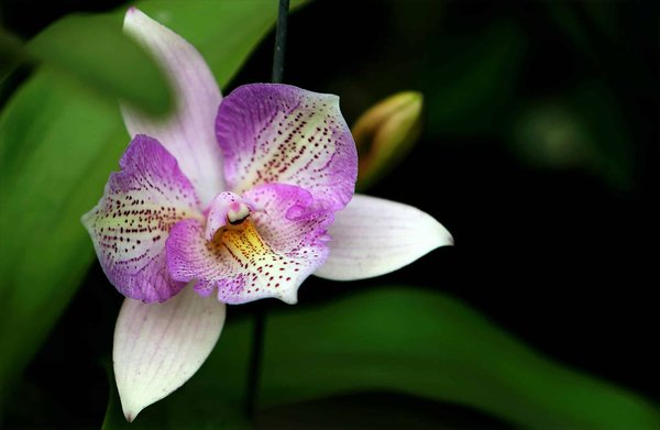 Quali sono le migliori tecniche di coltura in vitro per la propagazione di orchidee rare?